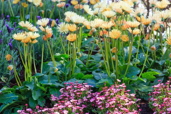 Frühlingsblumen Nahaufnahme. — Stockfoto