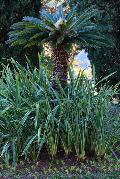 Palmträd och gräs. — Stockfoto