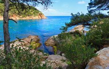 Çam ağaçları deniz yukarıda.