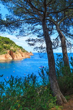 Çam ağaçları deniz yukarıda.