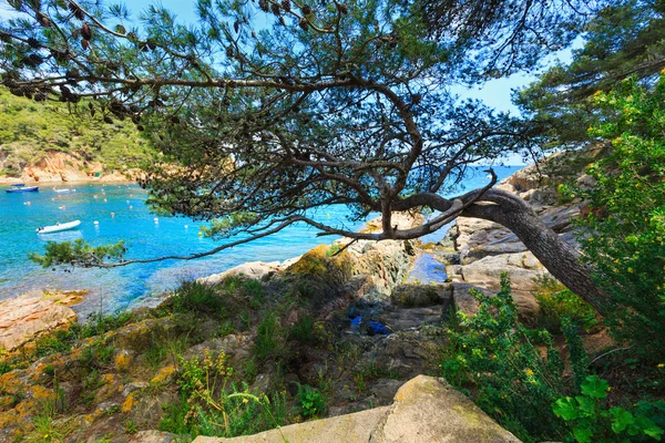 Tallar över havet. — Stockfoto