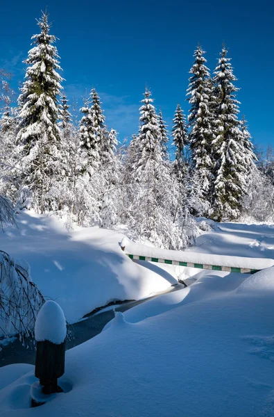 Alpiner Schneebedeckter Winter Tannenwald Mit Schneeverwehungen Und Gefrorenem Flüsschen — Stockfoto