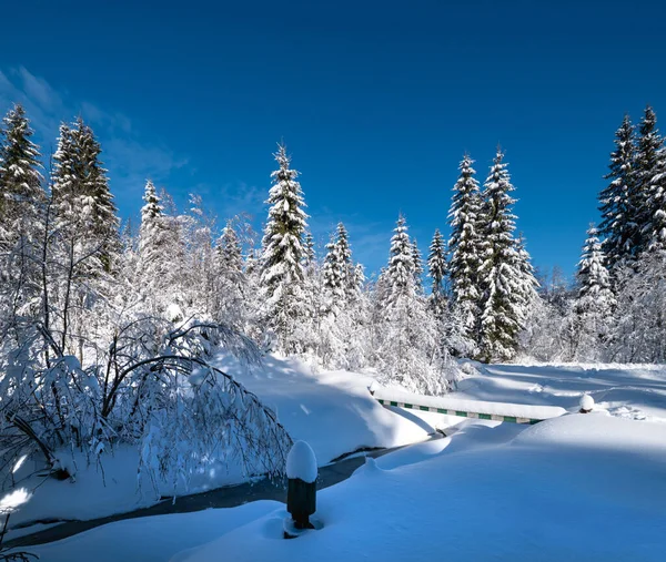 내리고 얼어붙은 시내가 알프스 산맥의 눈덮인 전나무 — 스톡 사진