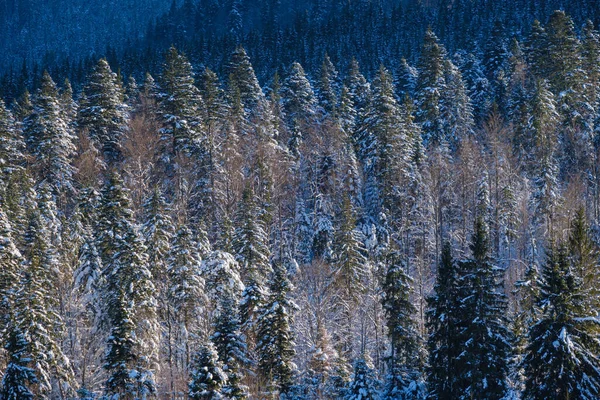 山の村からモミや松の森の景色と冬の高山の丘 絵のような旅 ハイキング 自然と田舎の美しさの概念の背景シーン — ストック写真
