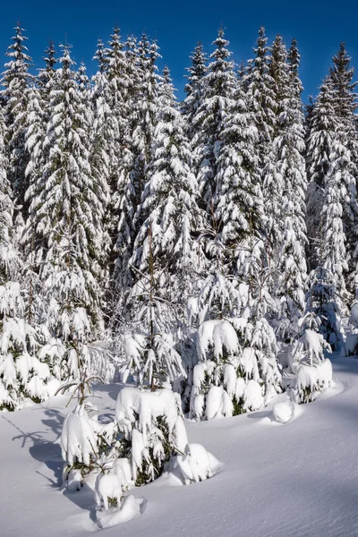 Floresta Abeto Inverno Nevada Montanha Alpina Com Nevascas — Fotografia de Stock