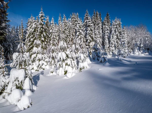 アルプスの山の雪の冬のモミの森雪のドリフト — ストック写真