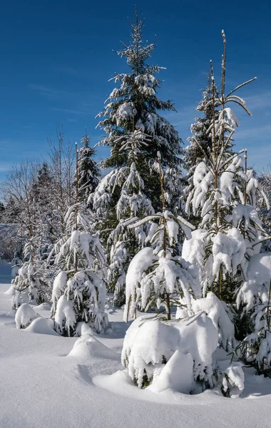 Alpina Berg Snöig Vinter Gran Skog Med Snödrev — Stockfoto