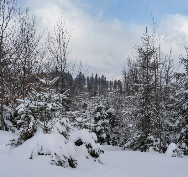 Alpiner Schneebedeckter Winter Tannenwald Mit Schneeverwehungen — Stockfoto