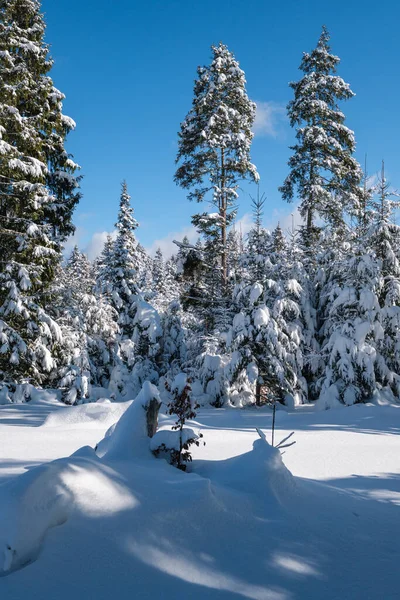 Montagne Alpine Forêt Enneigée Sapins Hiver Avec Des Dérives Neige — Photo