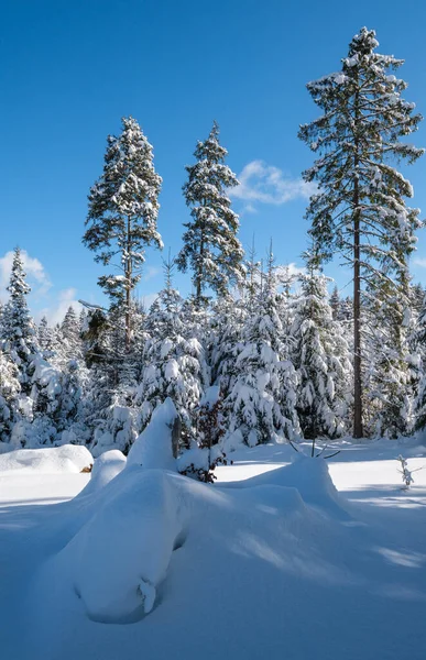 Alpino Montagna Innevata Inverno Abete Foresta Con Cumuli Neve — Foto Stock