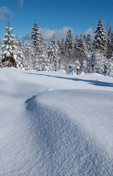 Montaña Alpina Nevado Bosque Abeto Invierno Con Ventisqueros — Foto de Stock