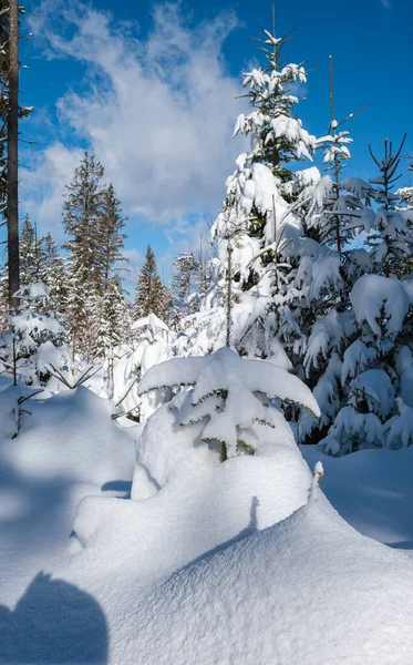 Montagne Alpine Forêt Enneigée Sapins Hiver Avec Des Dérives Neige — Photo