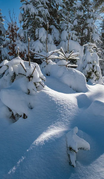 Montagne Alpine Forêt Enneigée Sapins Hiver Avec Des Dérives Neige — Photo