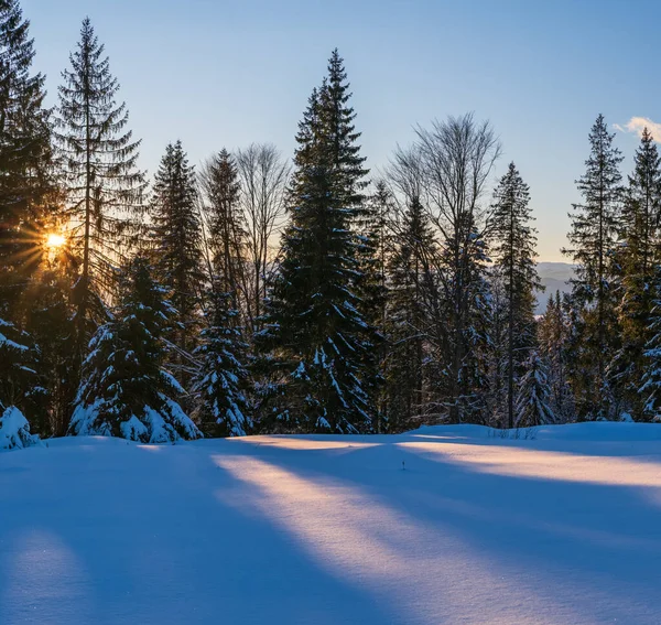 Coucher Soleil Montagne Alpine Enneigée Hiver Sapin Forêt Soleil Longues — Photo