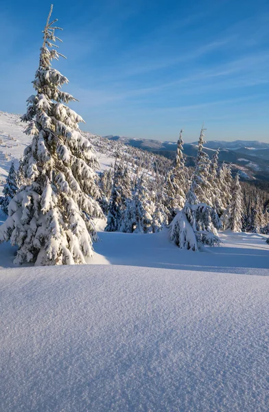 스키를 산비탈을 오르고 산비탈 근처에서 전나무를 — 스톡 사진