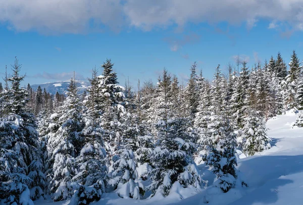 Alpine Mountain Snowy Winter Fir Forest Snowdrifts Royalty Free Stock Photos