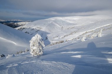 Kar, karlı dağ yaylalarında köknar ağaçlarını kapladı. Kar kornişleri çok uzaklarda. Resmedilmeye değer güneşli bir günde Güzel Alpler sırtında.