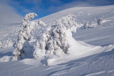 Kar, karlı dağ yaylalarında köknar ağaçlarını kapladı. Kar kornişleri çok uzaklarda. Resmedilmeye değer güneşli bir günde Güzel Alpler sırtında.