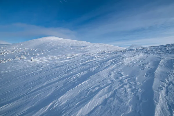 Kar Karlı Dağ Yaylalarında Köknar Ağaçlarını Kapladı Kar Kornişleri Çok — Stok fotoğraf