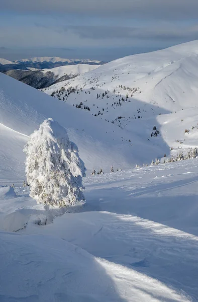 Kar Karlı Dağ Yaylalarında Köknar Ağaçlarını Kapladı Kar Kornişleri Çok — Stok fotoğraf