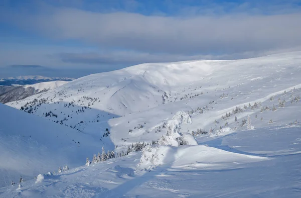 Sneeuw Bedekt Dennenbomen Besneeuwde Bergplateau Toppen Met Sneeuw Kroonlijsten Verre — Stockfoto