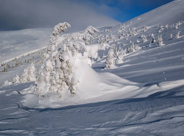 Los Abetos Cubiertos Nieve Meseta Montañosa Nevada Las Cimas Con — Foto de Stock