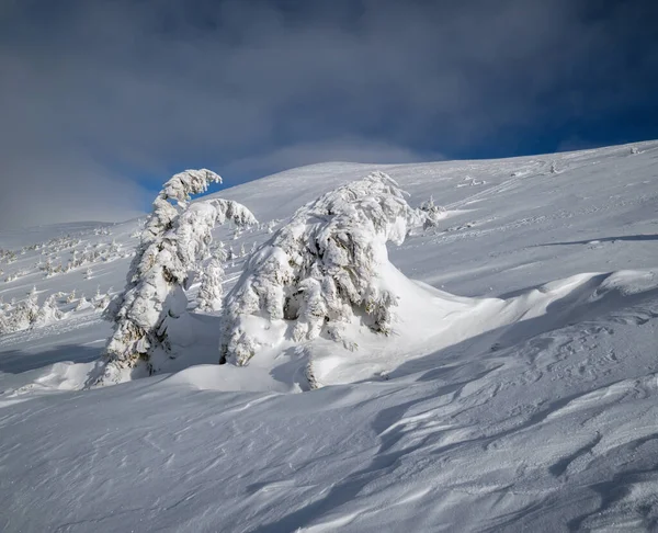 Los Abetos Cubiertos Nieve Meseta Montañosa Nevada Las Cimas Con — Foto de Stock