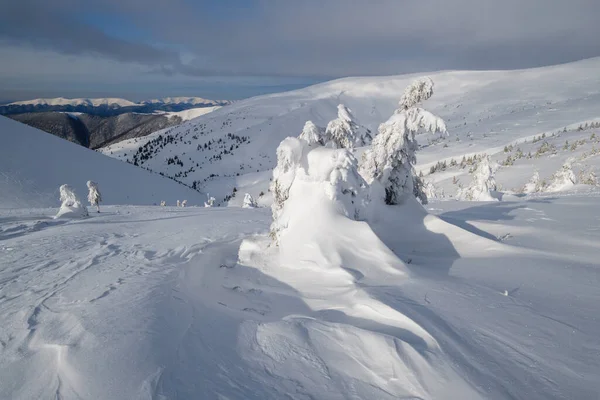 Sněhem Pokryté Jedle Zasněžené Horské Plošině Vrcholky Sněhovými Římsami Dálce — Stock fotografie