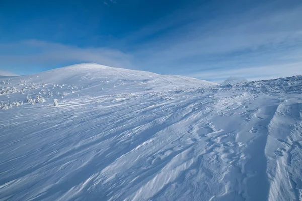 雪に覆われたモミの木雪の山の高原で 遠くに雪の蛇腹を先頭 絵のように美しいアルプスの尾根の壮大な晴れた日 ストック写真