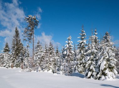 Karlı dağ karlı köknar ormanı. Kar yağışı var.