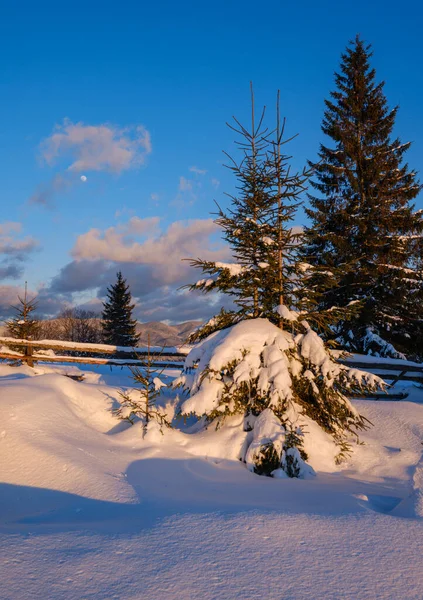 昨晚夕阳西下的高山村郊 冬季雪山冷杉树 — 图库照片