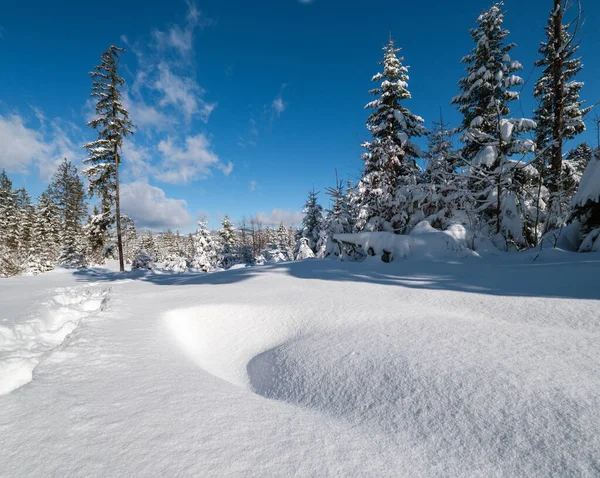 Alpina Berg Snöig Vinter Gran Skog Med Snödrev — Stockfoto