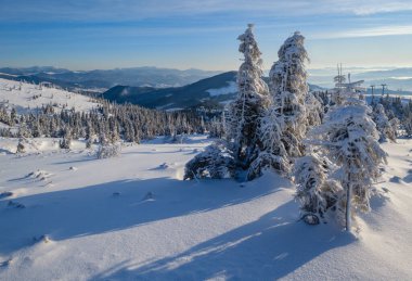 Sunrise Mountain kayak pistleri ve Alp tatil köyü yakınlarındaki köknar ağaçları..