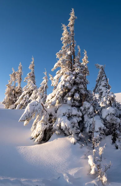 Soluppgång Berg Skidåkning Freeride Backar Och Gran Träd Lundar Nära — Stockfoto