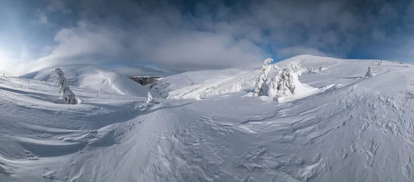 Sněhem Pokryté Jedle Zasněžené Horské Plošině Vrcholky Sněhovými Římsami Dálce — Stock fotografie