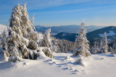 Sunrise Mountain kayak pistleri ve Alp tatil köyü yakınlarındaki köknar ağaçları..