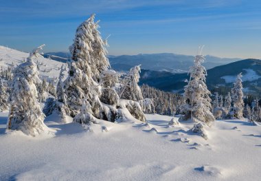 Sunrise Mountain kayak pistleri ve Alp tatil köyü yakınlarındaki köknar ağaçları..