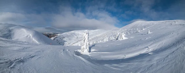 雪に覆われたモミの木雪の山の高原で 遠くに雪の蛇腹を先頭 絵のように美しいアルプスの尾根の壮大な晴れた日 — ストック写真