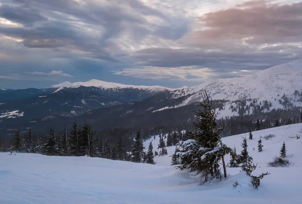 美丽的冬季风和多云的早晨阿尔卑斯山 乌克兰最高的喀尔巴阡山山脊是霍诺拉山脉和彼得罗斯山脉的山峰 Svydovets山脊和Dragobrat滑雪胜地的景色 — 图库照片