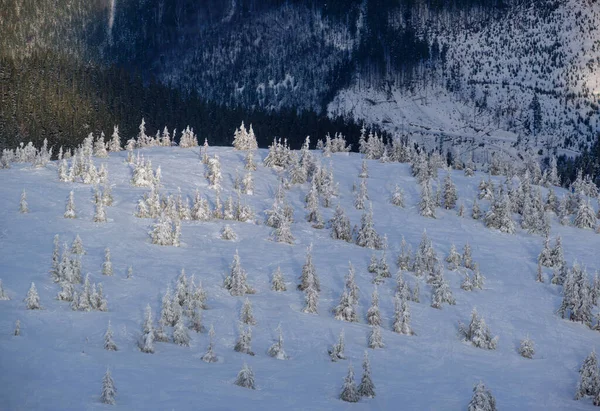 Sneeuw Bedekt Dennenbomen Besneeuwde Berghelling Gisteravond Zonsondergang Zonlicht Prachtige Schemering — Stockfoto