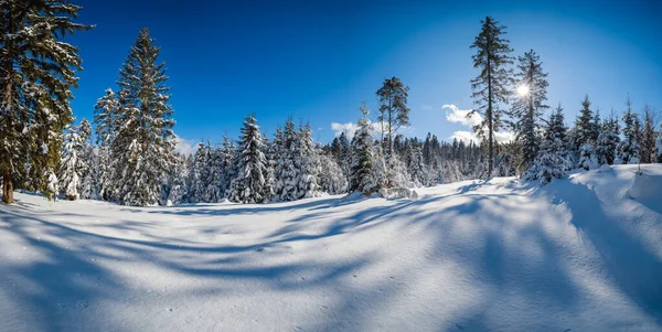 高山雪の冬のモミの森 青空の日差し 雪のドリフト上の長い影 — ストック写真
