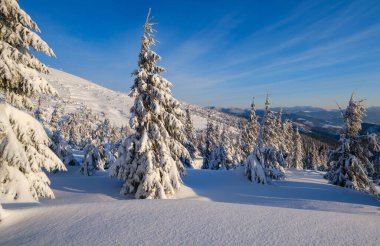 Sunrise Mountain kayak pistleri ve Alp tatil köyü yakınlarındaki köknar ağaçları..