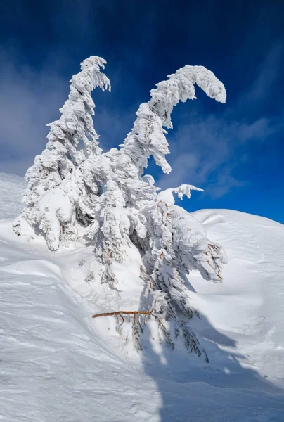 雪に覆われたモミの木雪の山の高原で 遠くに雪の蛇腹を先頭 絵のように美しいアルプスの尾根の壮大な晴れた日 — ストック写真