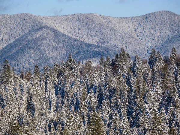 Collines Alpines Hiver Avec Vue Sur Forêt Sapins Pins Depuis — Photo