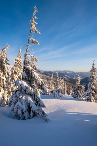 Sunrise Esquí Montaña Freeride Pistas Bosques Abetos Cerca Estación Alpina — Foto de Stock