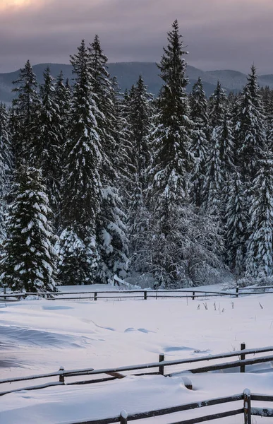 Pre Dawn Alpine Berg Besneeuwde Winter Sparren Bos Sneeuw Drijft — Stockfoto