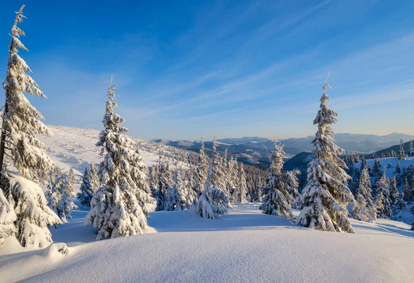 스키를 산비탈을 오르고 산비탈 근처에서 전나무를 — 스톡 사진