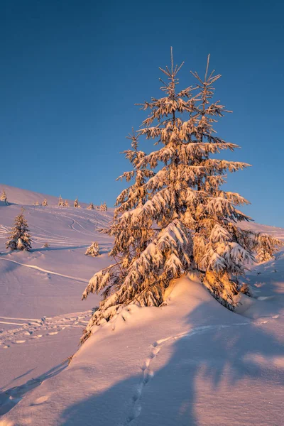 Схід Сонця Гірські Лижі Фрірайд Схили Ялинкові Гаї Біля Альпійського — стокове фото