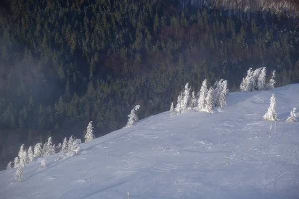 Gli Abeti Coperti Neve Pendio Montagna Nevoso Luce Sole Tramonto — Foto Stock