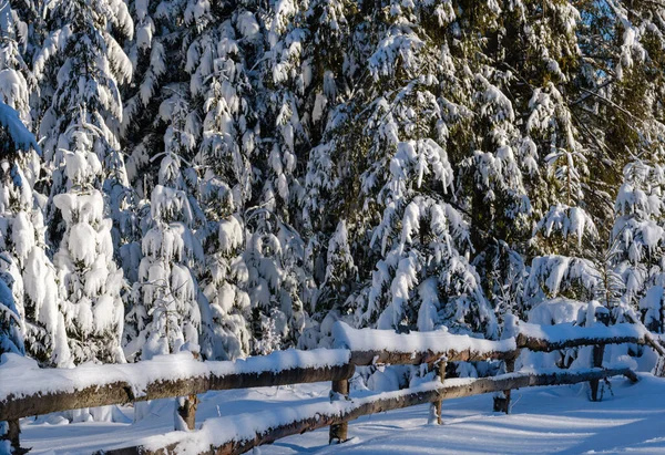 Alpine Montanha Neve Inverno Abeto Floresta Neve Deriva Perto Cerca — Fotografia de Stock